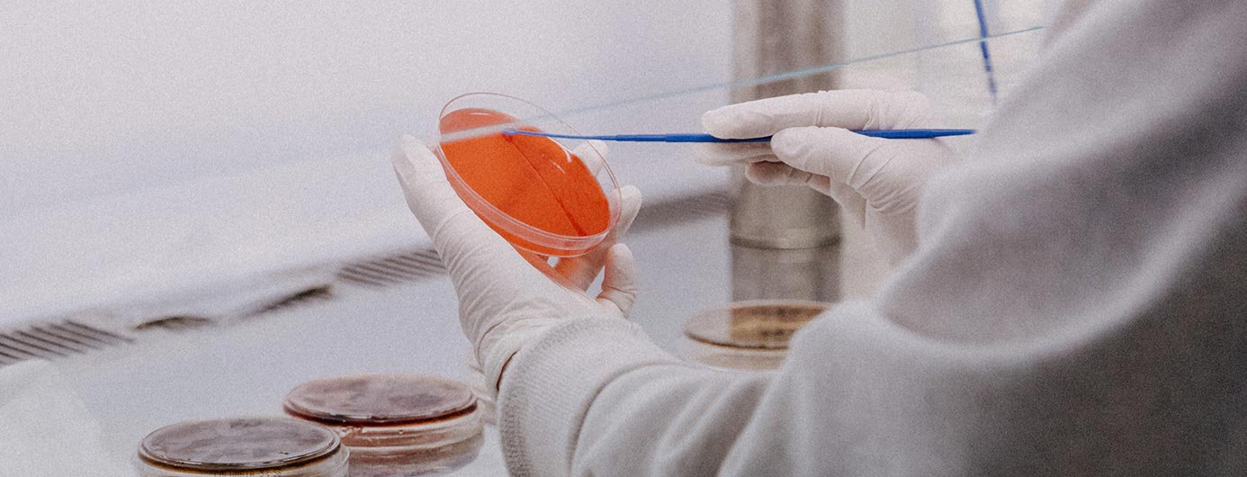 Scientist using a petri dish